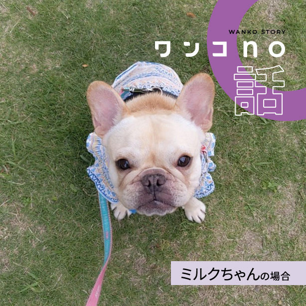 フレブル乙女道まっしぐらのミルクちゃん