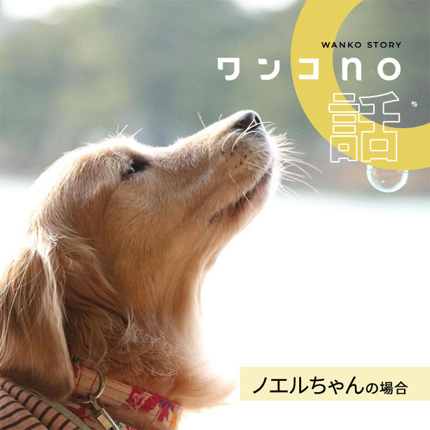 ノエルちゃんがくれたもの