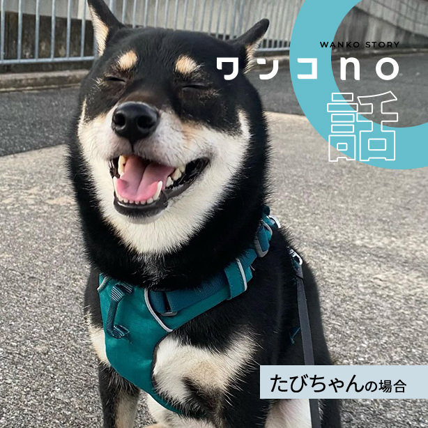 遊びたい盛りのたびちゃんの毎日
