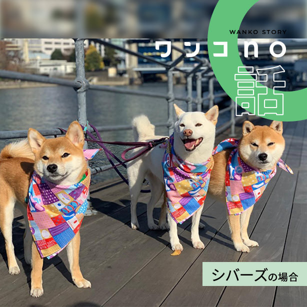 シバーズの2021と来年の野望