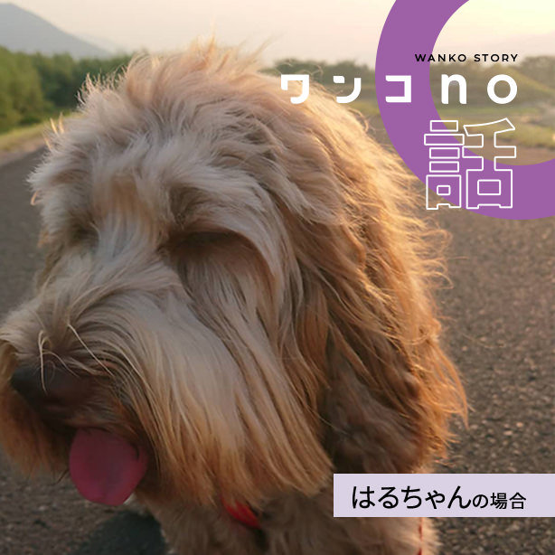 はるちゃんの春を待つ夢