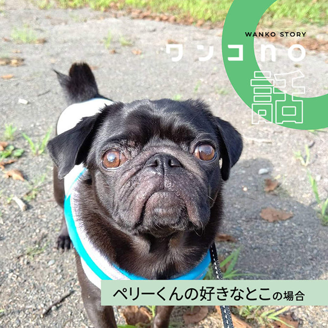 ペリーくんの好きなとこ