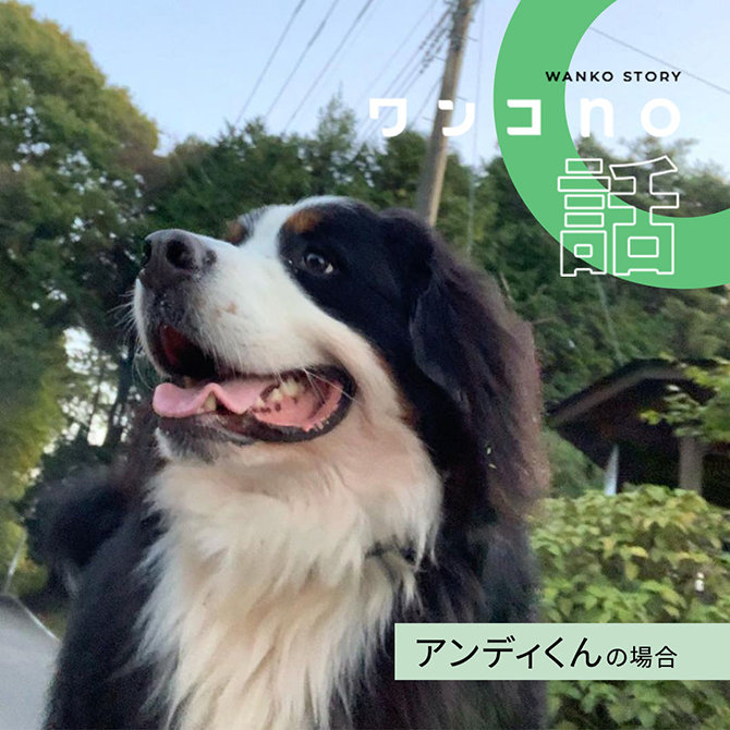 アンディくんと見るバーニーズマウンテンの世界