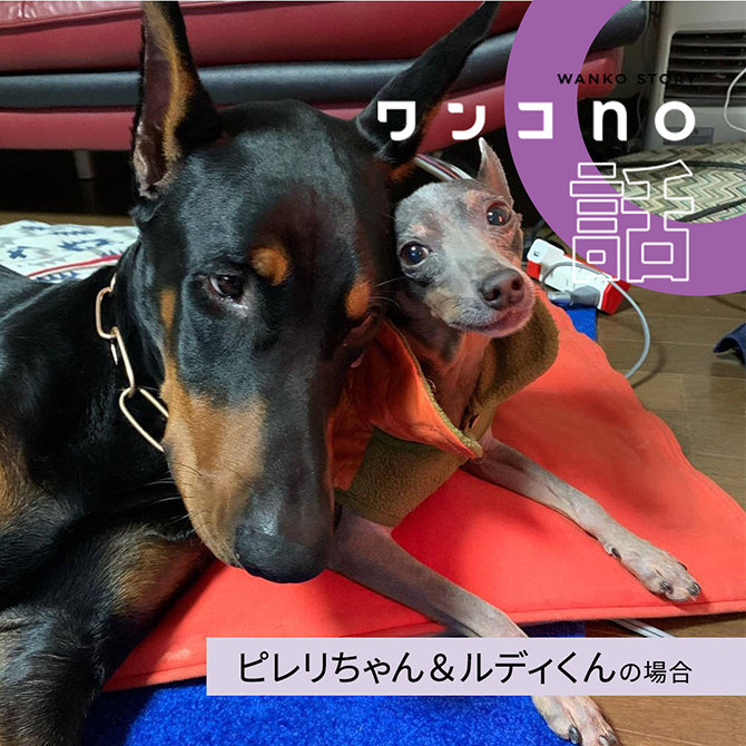 目には見えない、本当の姉弟の距離