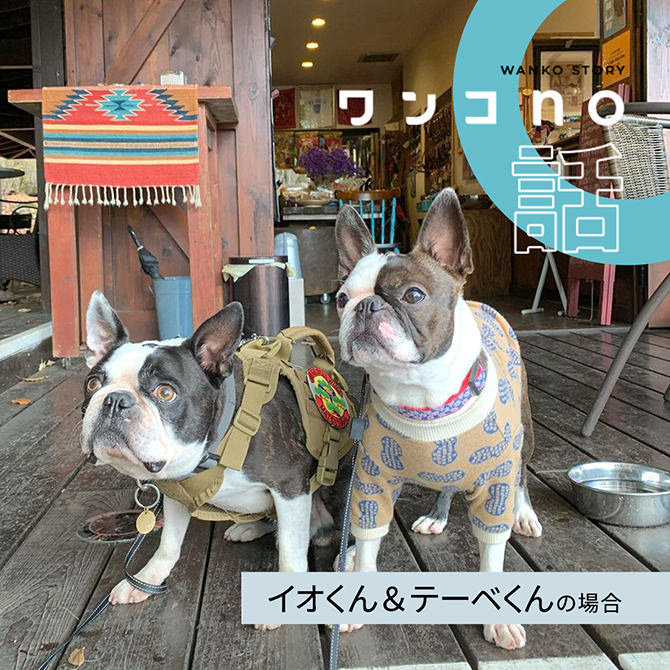 仲良しボステリ兄弟の毎日