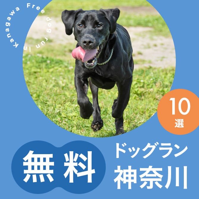 神奈川の無料ドッグランまとめ一覧