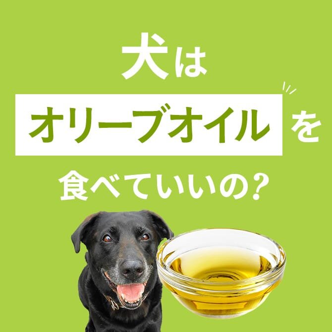 犬はオリーブオイルを食べても大丈夫！正しい与え方と注意点【獣医師監修】