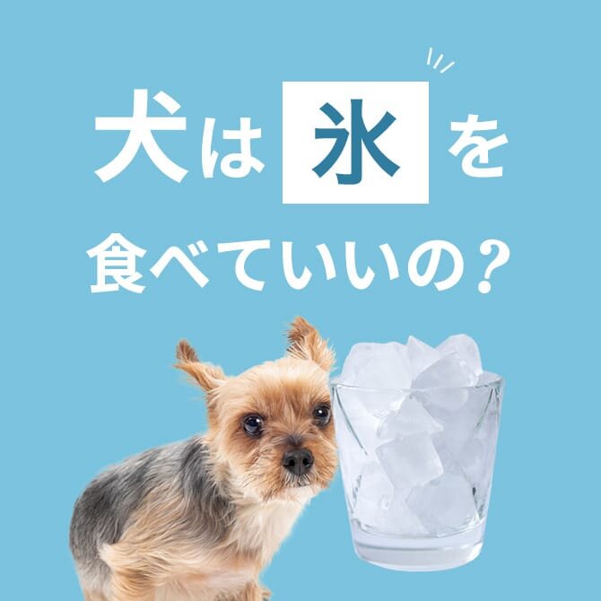 犬は氷を食べても大丈夫！正しい与え方と注意点【獣医師監修】