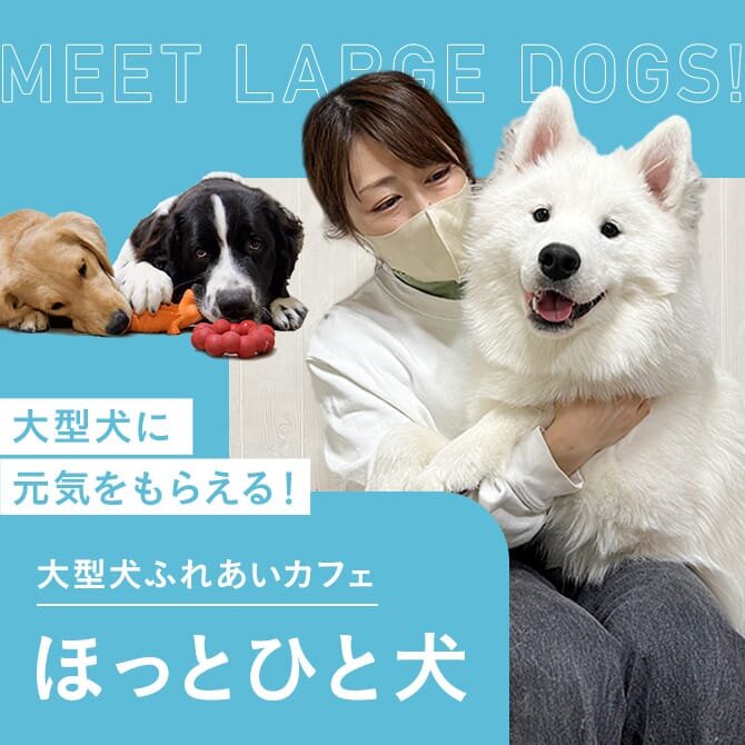大型犬ふれあいカフェ ほっとひと犬（東京・瑞江）の魅力を深掘り！