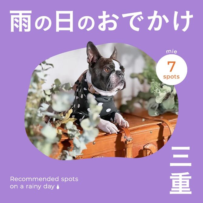 【三重お出かけスポット】雨の日でも楽しめる愛犬と行ける室内施設
