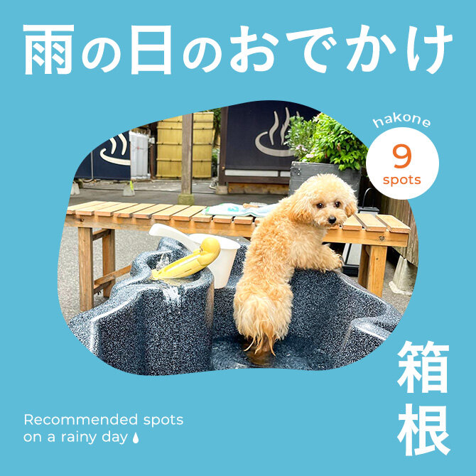【箱根お出かけスポット】雨の日でも楽しめる愛犬と行ける室内施設