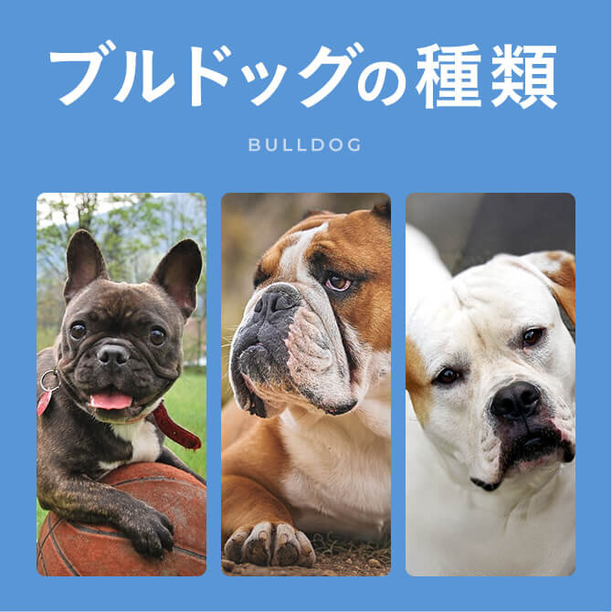 【ブルドッグの種類】大きさやサイズ・色などブルドッグの種類を学ぼう！
