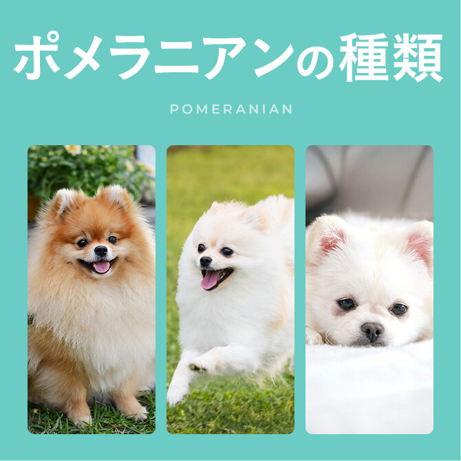 【ポメラニアンの種類】毛色の種類は何種類？猿期とは？
