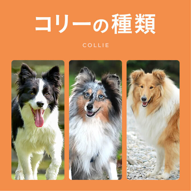 【コリーの種類】ボーダーコリーだけじゃないコリーの種類