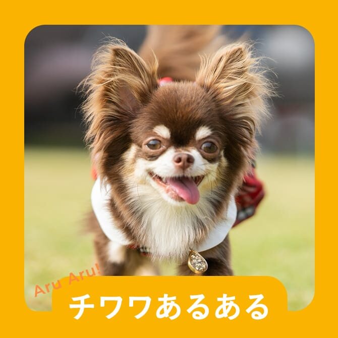 【チワワのあるある10選】チワワの飼い主さん共感間違いなしのチワワあるある。