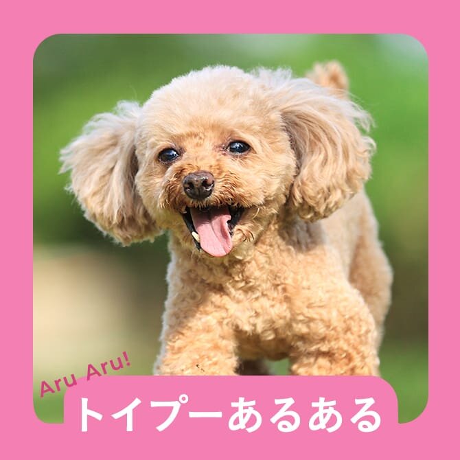 【トイプーのあるある10選】トイプーの飼い主さん共感間違いなしのトイプーあるある。        