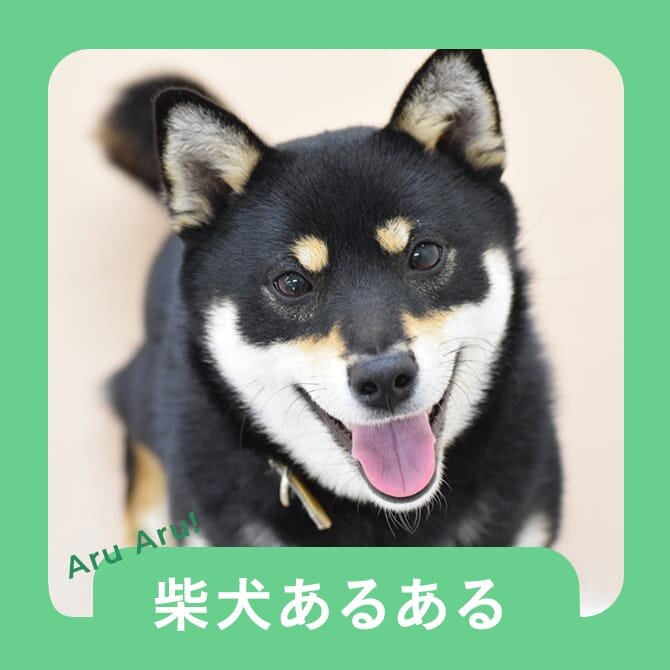 【柴犬のあるある10選】柴犬の飼い主さん共感間違いなしの柴犬あるある。        
