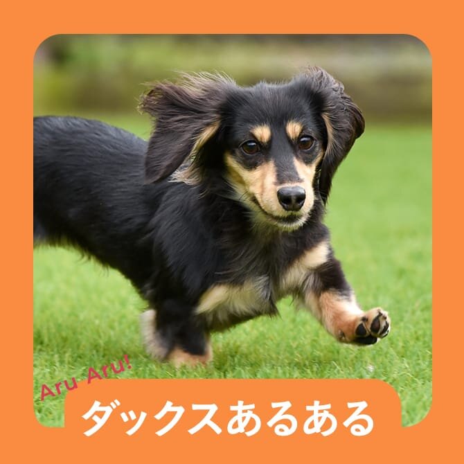 【ミニチュアダックスフントのあるある10選】ミニチュアダックスの飼い主さん共感間違いなしのあるある。        
