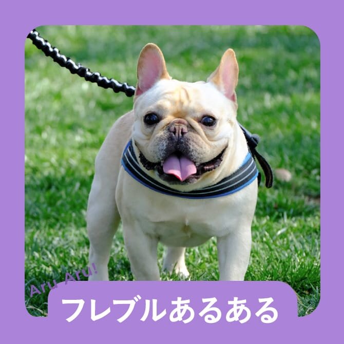 【フレンチブルドッグのあるある10選】フレンチブルドッグの飼い主さん共感間違いなしのフレブルあるある。                