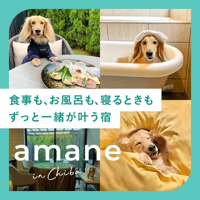 【内房オーシャンフロントヴィラ amane】千葉の犬と泊まれる宿