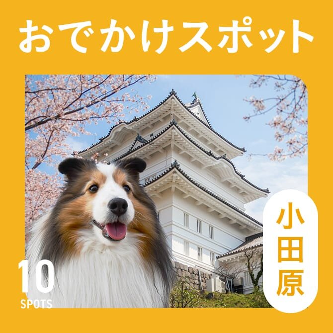 【小田原の犬連れでいける観光スポット】小田原のペット可のお出かけスポット