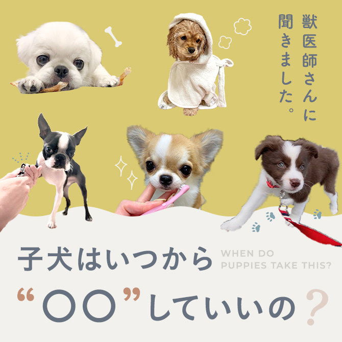 子犬のシャンプーはいつから？おやつはいつから与えていいの？お散歩デビューは？歯磨きは？