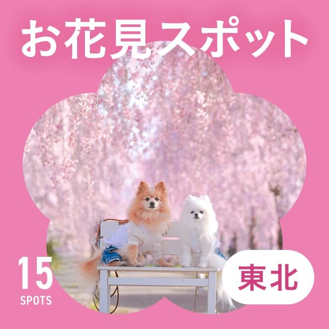【東北のお花見スポット15選】犬と行ける桜の名所