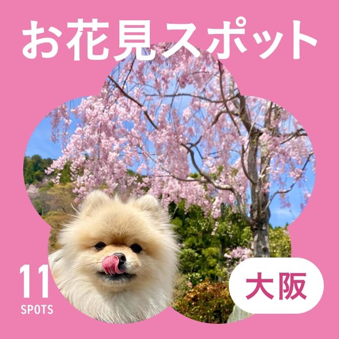 【大阪のお花見スポット11選】犬と行ける桜の名所