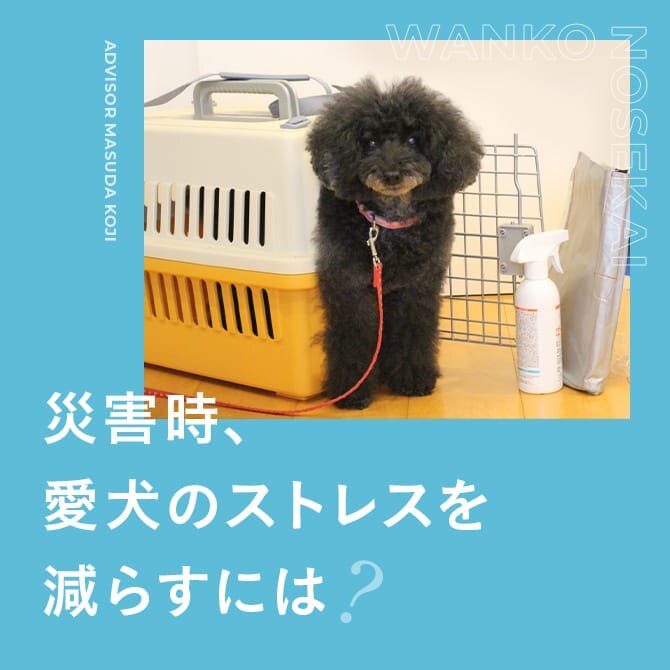 犬の防災｜災害時、愛犬のストレスを軽減するためには？地震や雷に怖がる時の対処方法