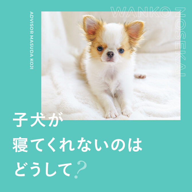 【子犬の疑問】遊んでばかりで寝てくれないけど大丈夫？初めて子犬を迎える時の心構え