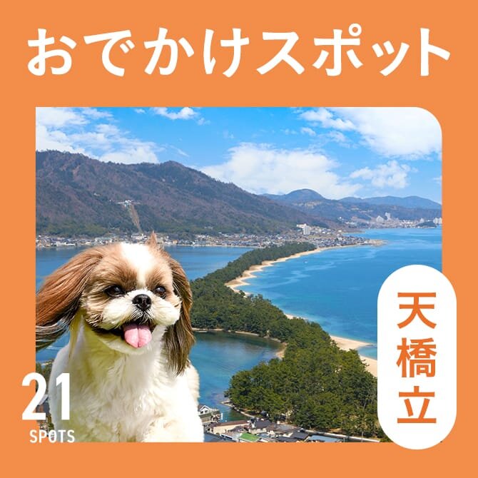 【天橋立の犬連れおでかけスポット21選】犬といける観光スポット＆ランチ・カフェ