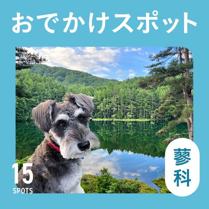 【蓼科の犬連れ観光スポット15選】蓼科の愛犬といけるお出かけスポット