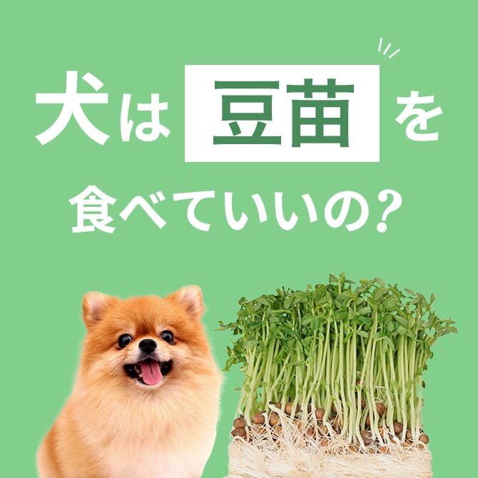 犬は豆苗を食べても大丈夫！正しい与え方と注意点【獣医師監修】
