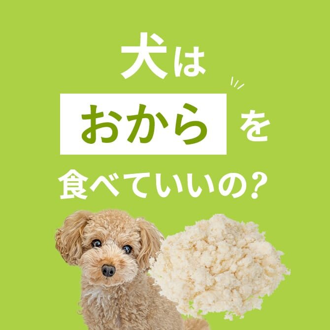 犬はおからを食べても大丈夫！正しい与え方と注意点【獣医師監修】