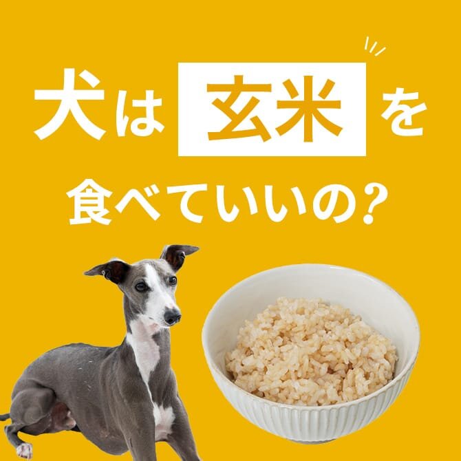 犬は玄米を食べても大丈夫！正しい与え方と注意点【獣医師監修】