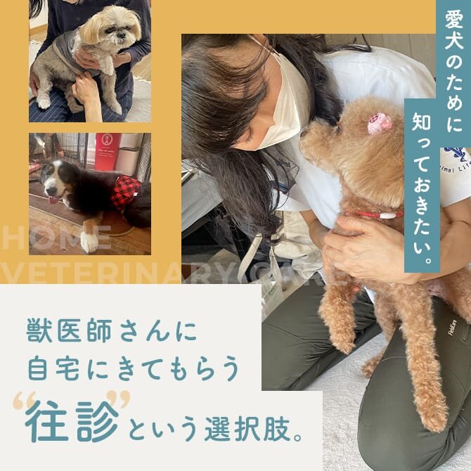 【犬の往診ガイド】動物病院の獣医師さんが自宅に往診してくれる？犬の往診の仕組みお願いできること