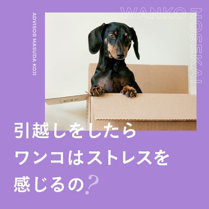 引っ越しや出産、生活環境の変化｜愛犬にストレスを与えない対応方法