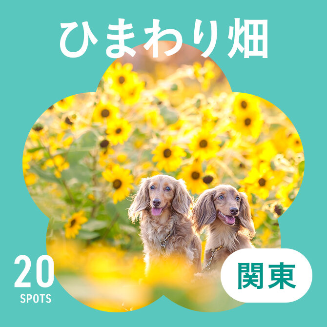 【関東のひまわり畑20選】犬と行けるおすすめひまわりスポット
