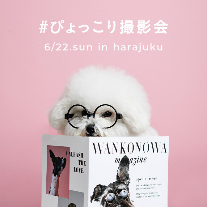 【ぴょっこりワンコ撮影会6月】うちの子撮影会。人気のぴょっこりワンコを撮影しよう！