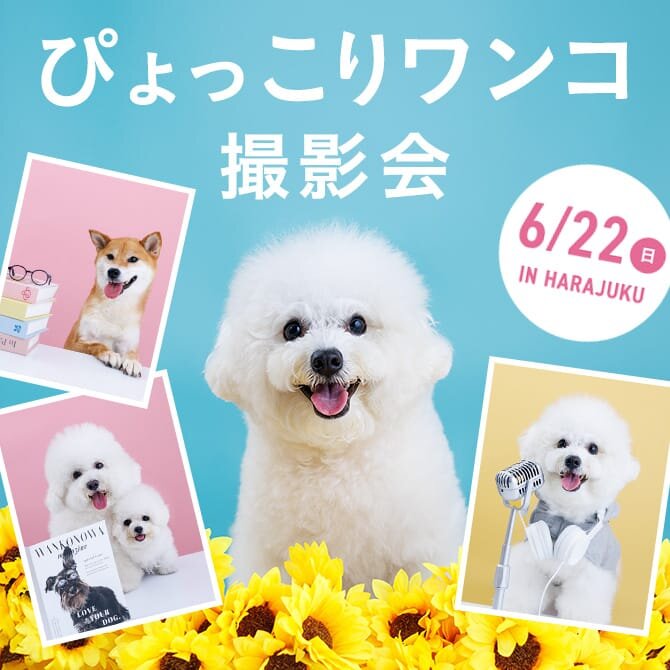 【ぴょっこりワンコ撮影会6月】うちの子撮影会。人気のぴょっこりワンコを撮影しよう！