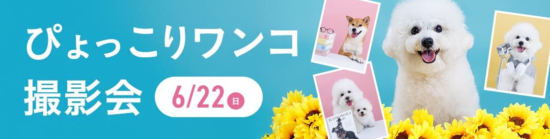 【ぴょっこりワンコ撮影会6月】うちの子撮影会。人気のぴょっこりワンコを撮影しよう！