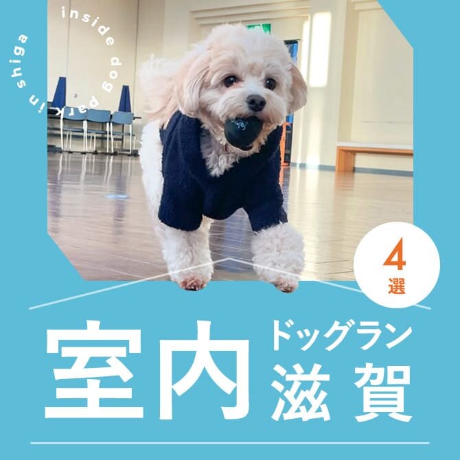 【滋賀の室内ドッグラン4選】雨の日も真夏日でも！滋賀で人気の室内ドッグラン