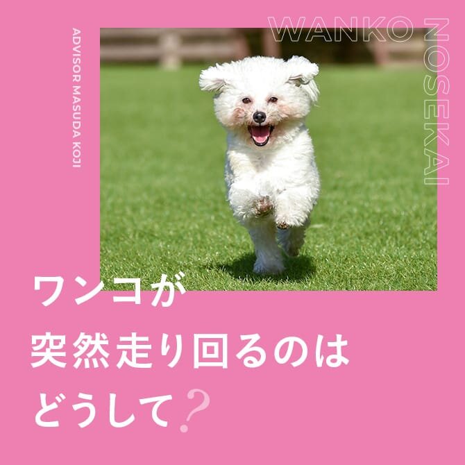 柴距離やビションブリッツって何？犬種による特徴的な行動と対処方法
