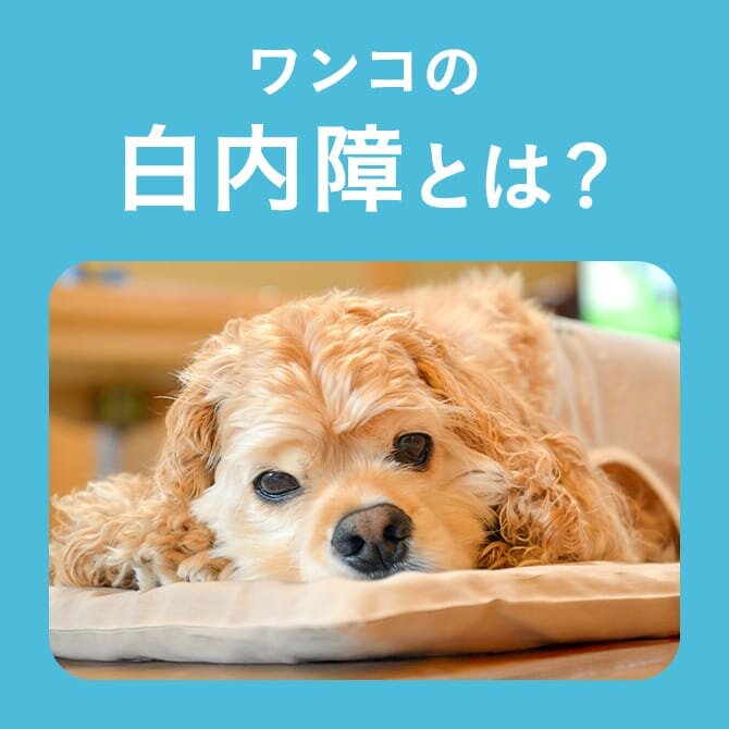 【犬の白内障】症状や治療方法を獣医師が解説