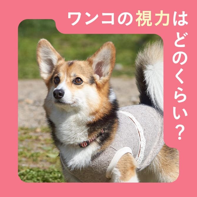 犬の視力はどのくらい？犬が見ている世界を獣医師が解説