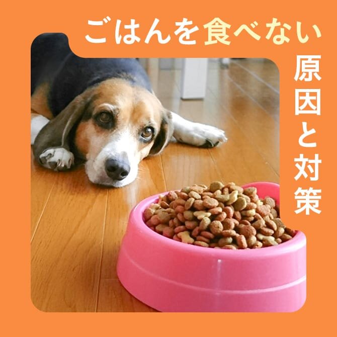 愛犬がごはんを食べない原因と対策を獣医師が解説