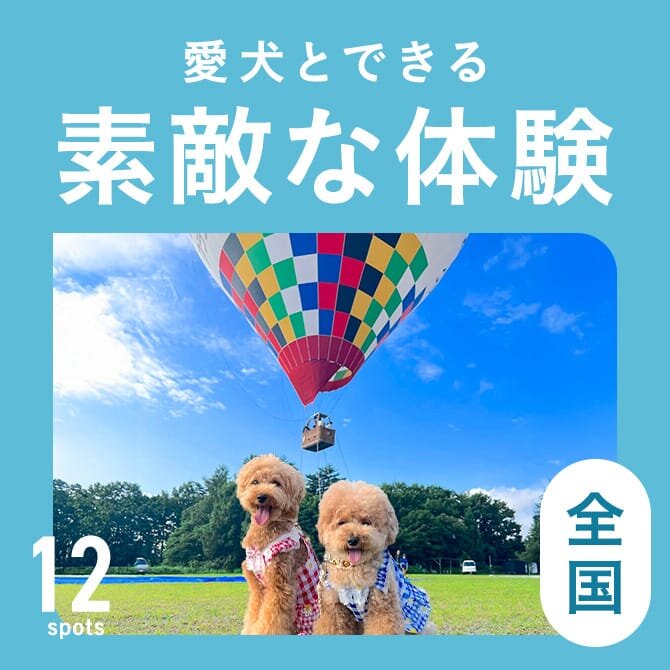 犬とできる素敵な体験12選