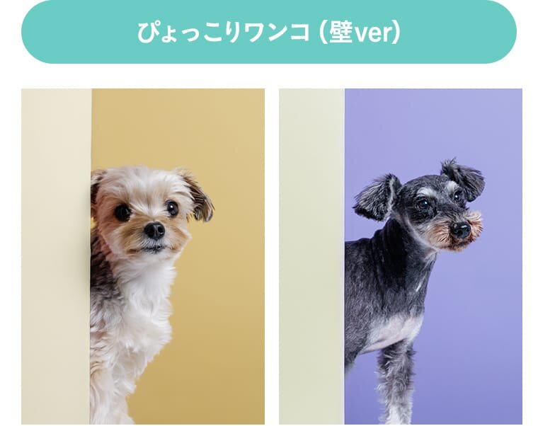 ぴょっこりワンコ(壁ver)