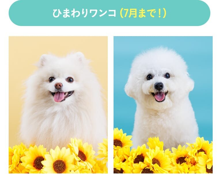 ひまわりワンコ