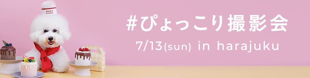 【ぴょっこりワンコ撮影会7月】うちの子撮影会。ぴょっこりワンコやパティシエワンコも撮影しよう！